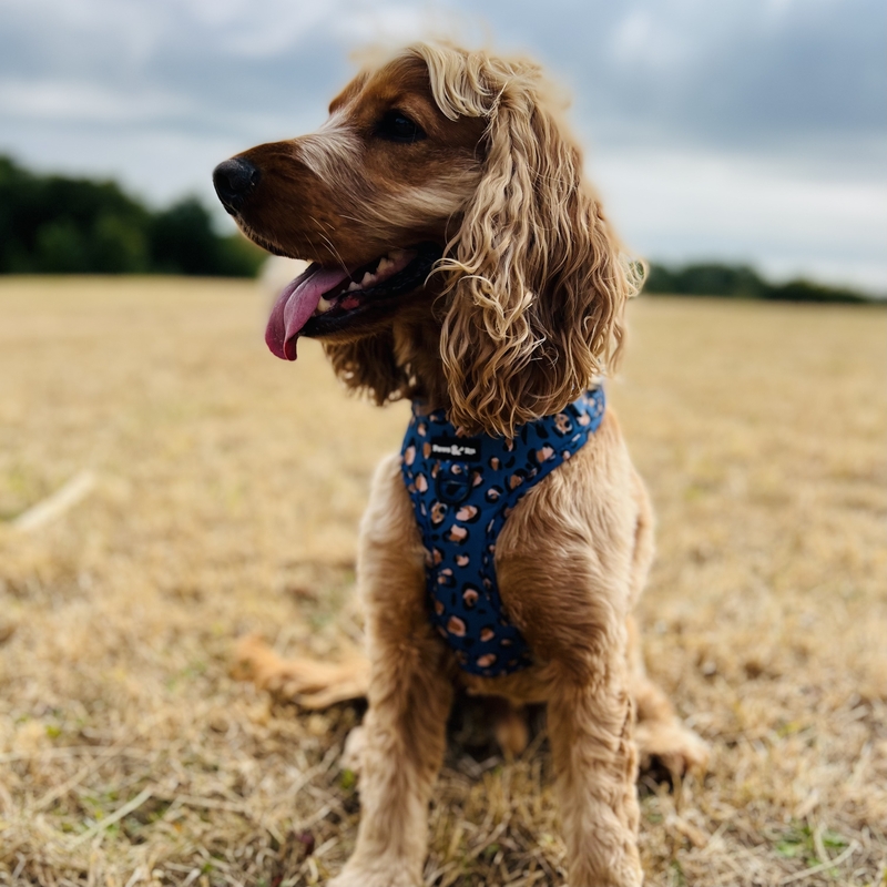 Dog and Puppy Harnesses