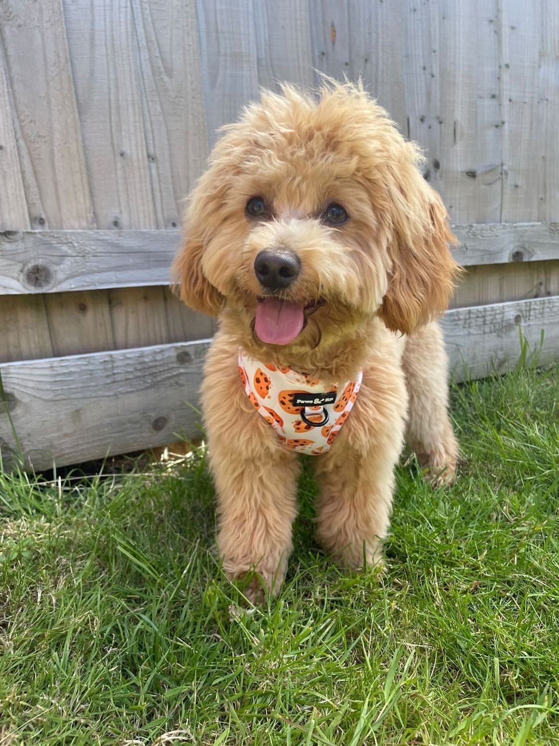 Cookie Crumble Harness, Lead & Poo Bag Holder - Image 6