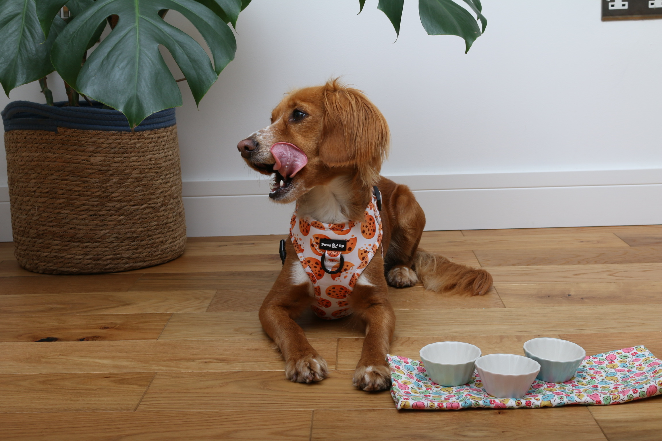 Cookie Crumble Full Set - Image 4