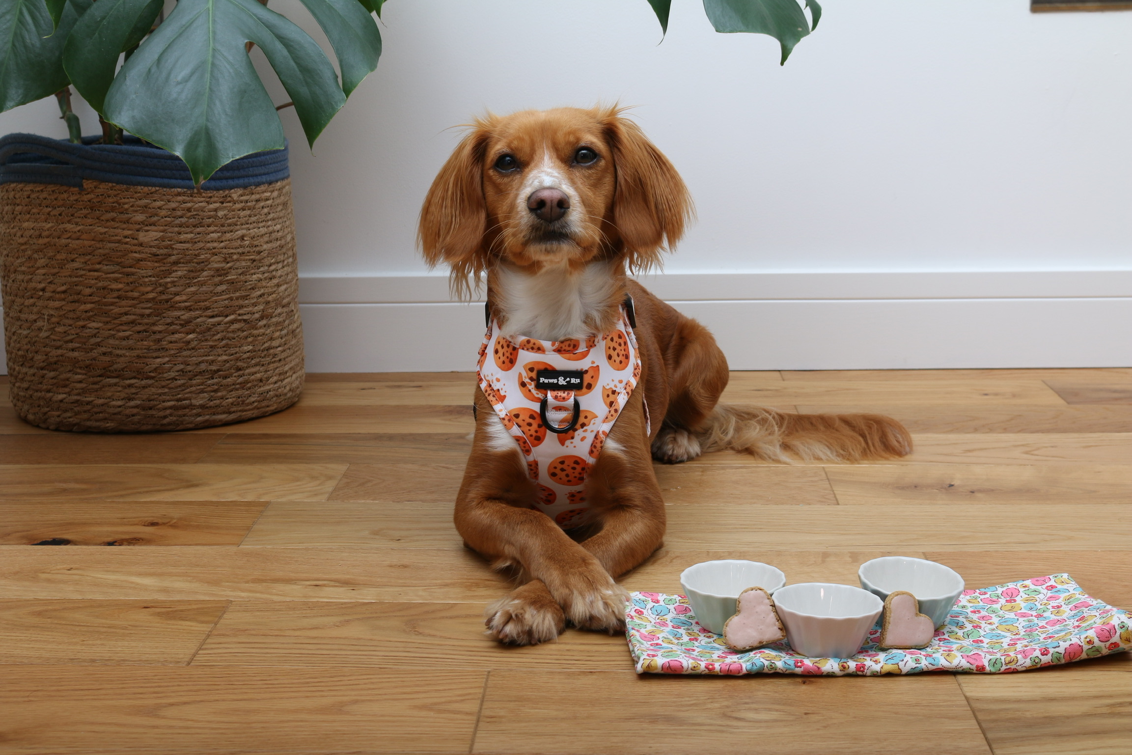 Cookie Crumble Harness, Lead & Poo Bag Holder - Image 7